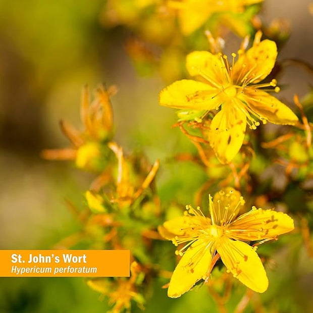 Herb Pharm St. John's Wort Liquid 1 Ounce